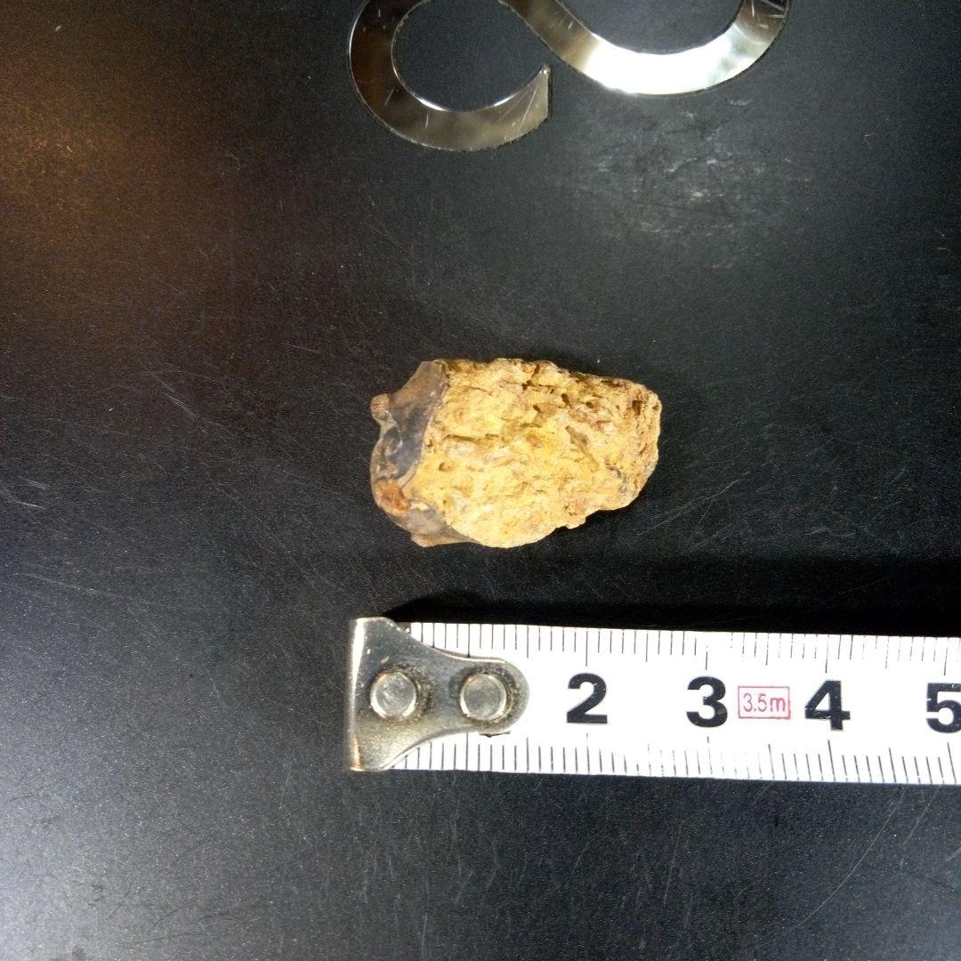 三葉虫　化石　fossil　海　ボリビア産　trilobite　海生動物判別⑫