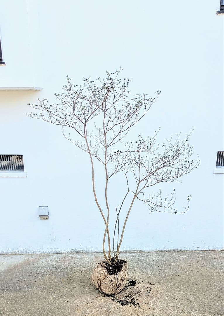 見返り美人。山採りヤマツツジ。