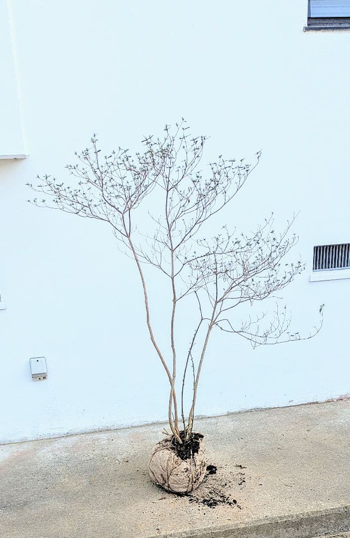 見返り美人。山採りヤマツツジ。