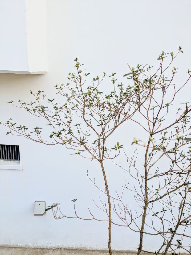 見返り美人。山採りヤマツツジ。