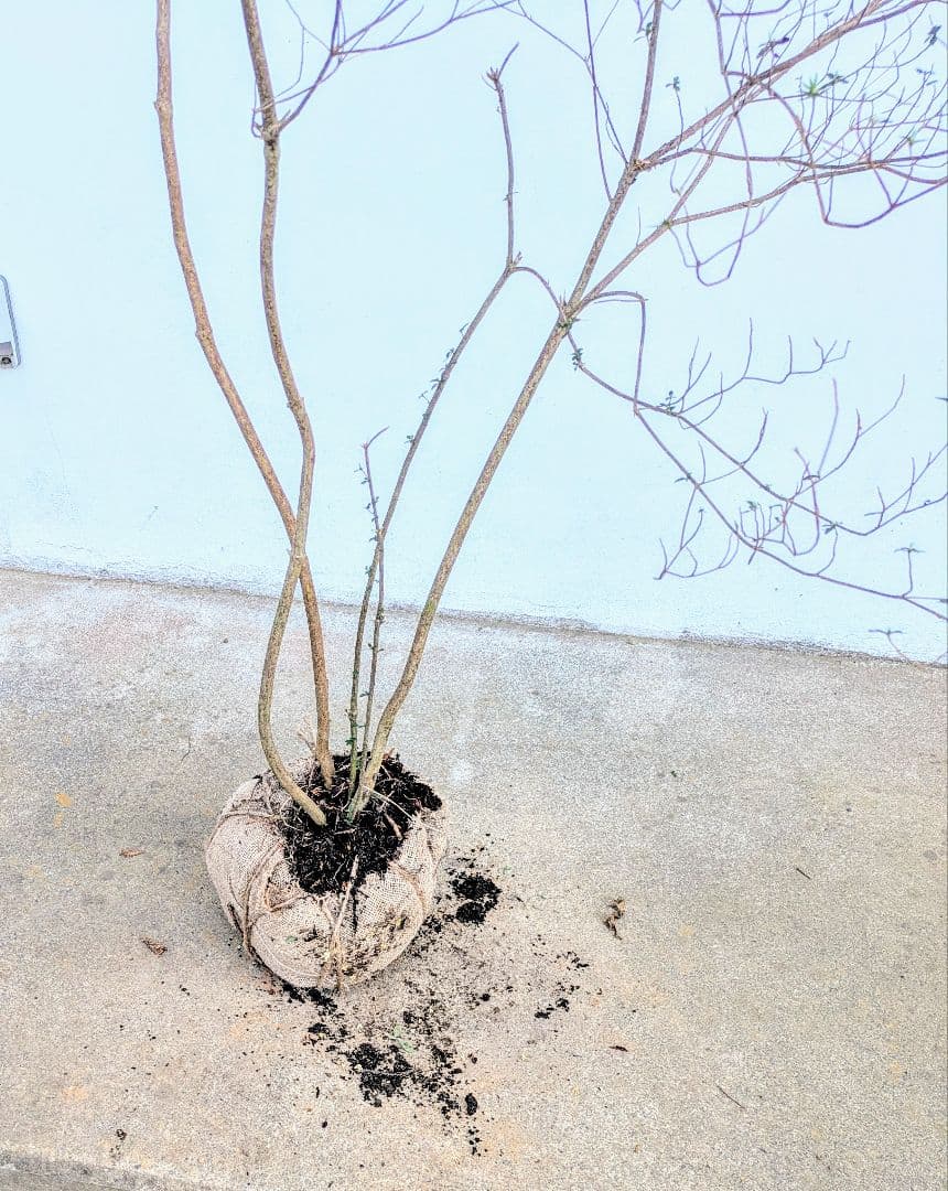 見返り美人。山採りヤマツツジ。