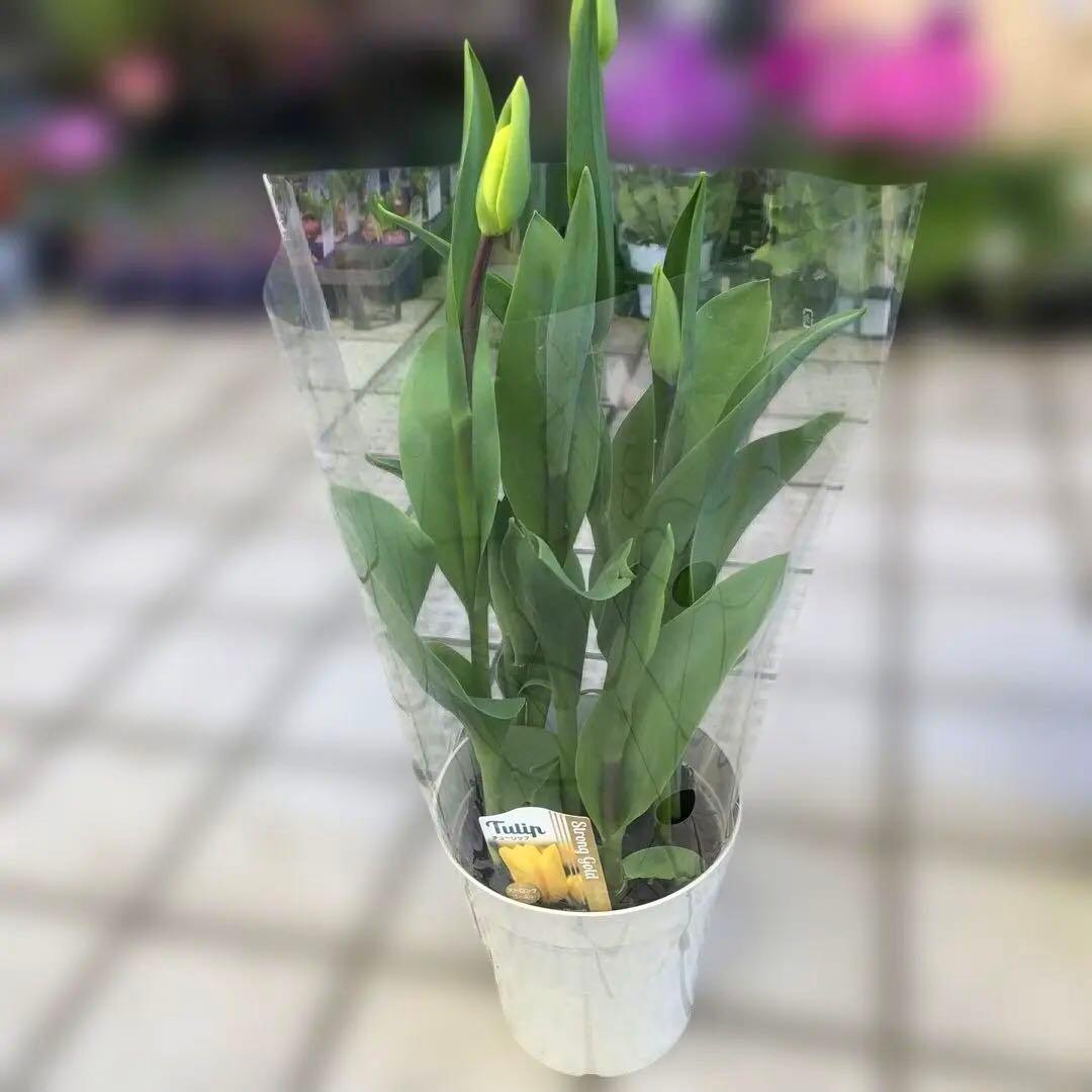 パルンチューリップ 7~8球植え 8鉢