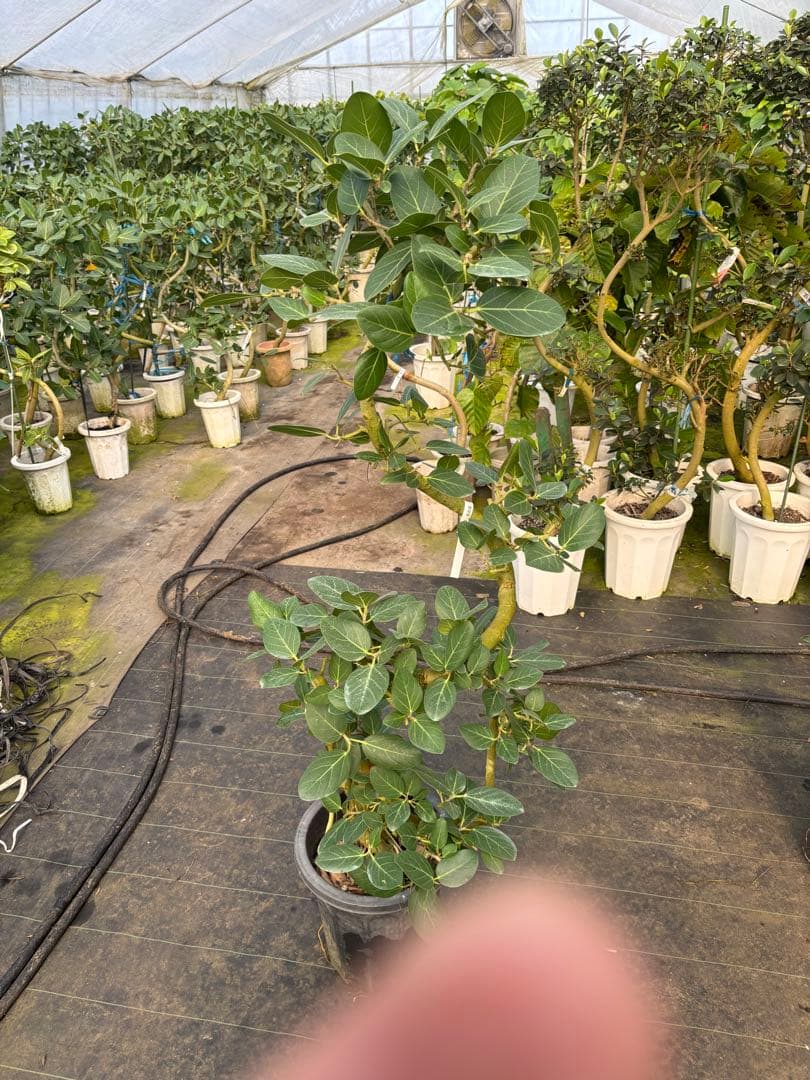 極太螺旋状ベンガレンシス　約1.6メートル 10号　現品