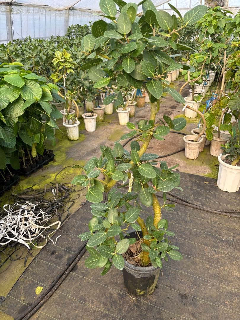 極太螺旋状ベンガレンシス　約1.6メートル 10号　現品