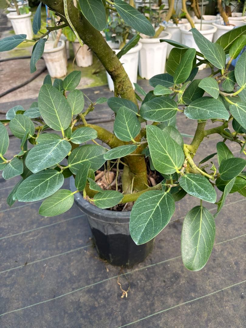 極太螺旋状ベンガレンシス　約1.6メートル 10号　現品