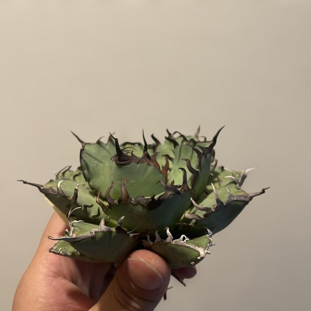 A083 アガベ 黒鯨