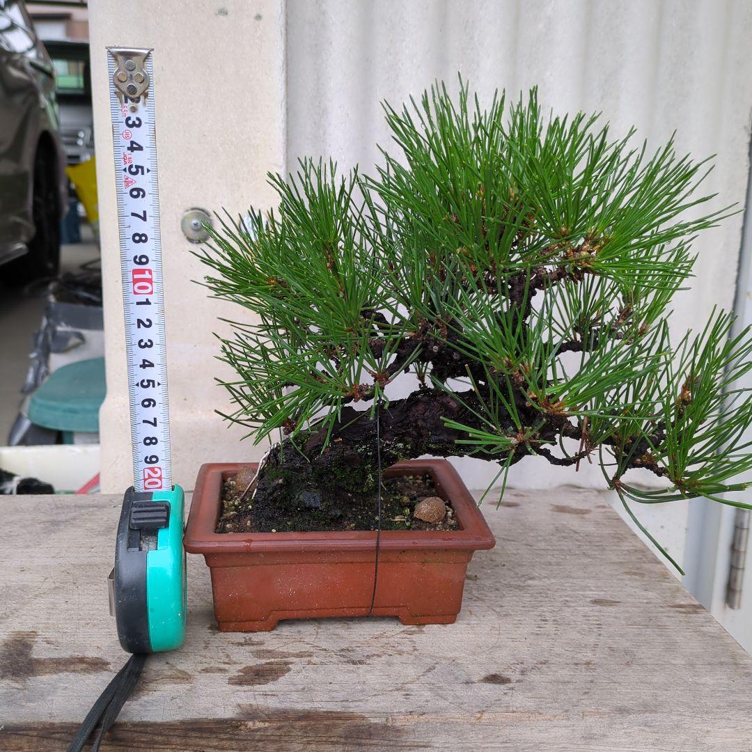 松盆栽 高さ約20cm 茶色の鉢