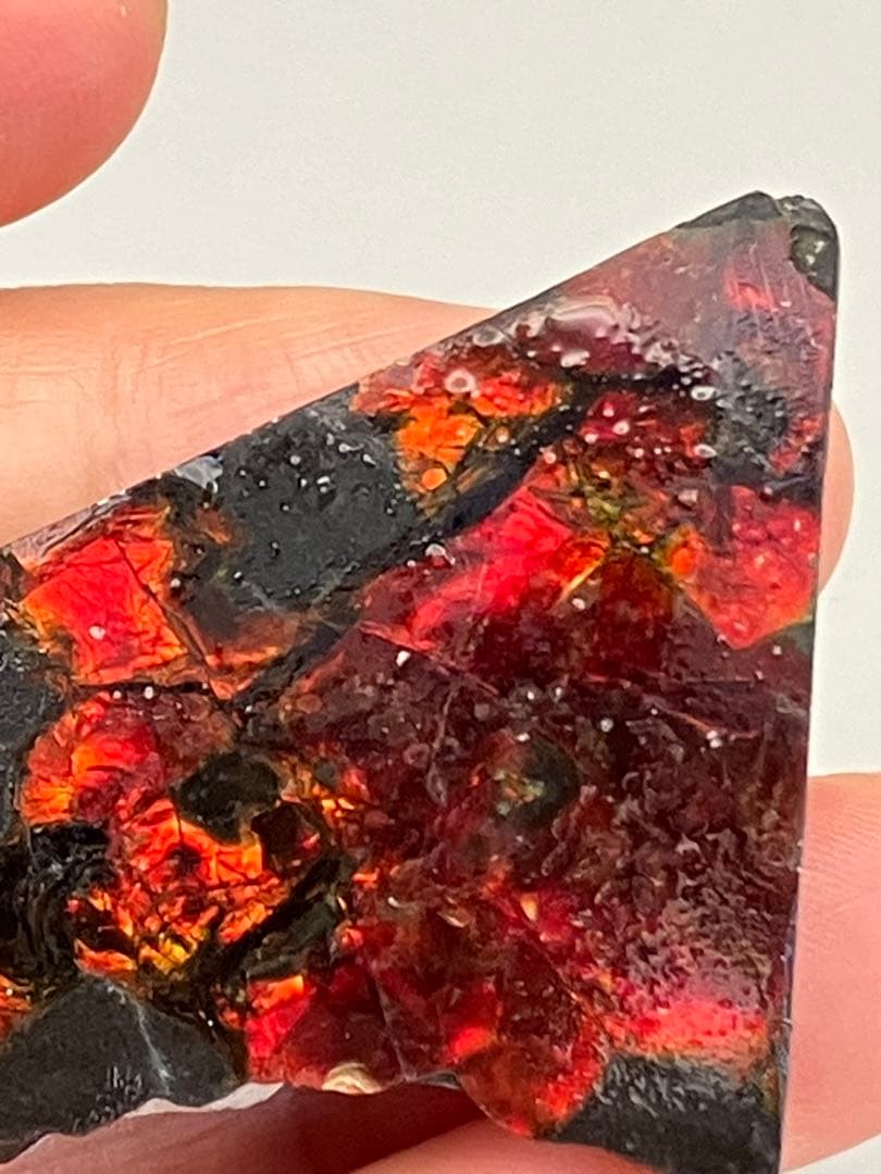 化石　原石　アンモライト　アンモナイト　カナダ産　幅4.4cm 箱付き