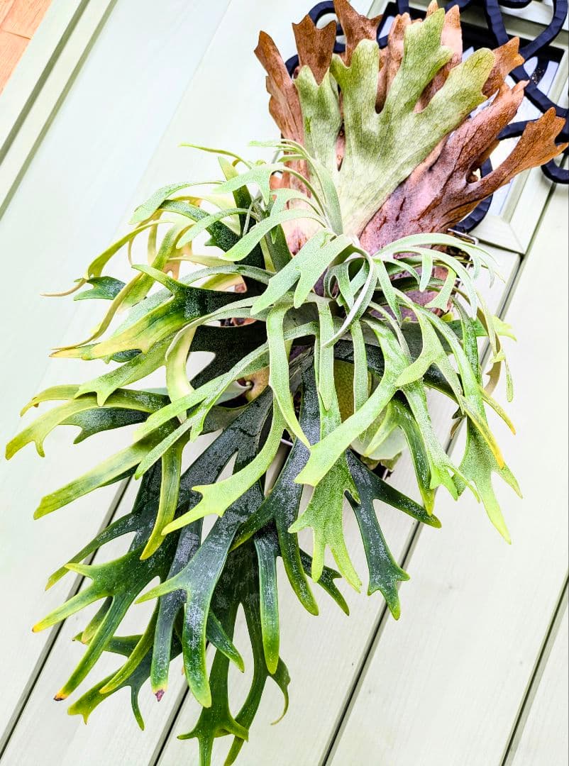 ビカクシダ☆イザナミ☆Izanami☆伊弉冉☆OC☆コルク付け①