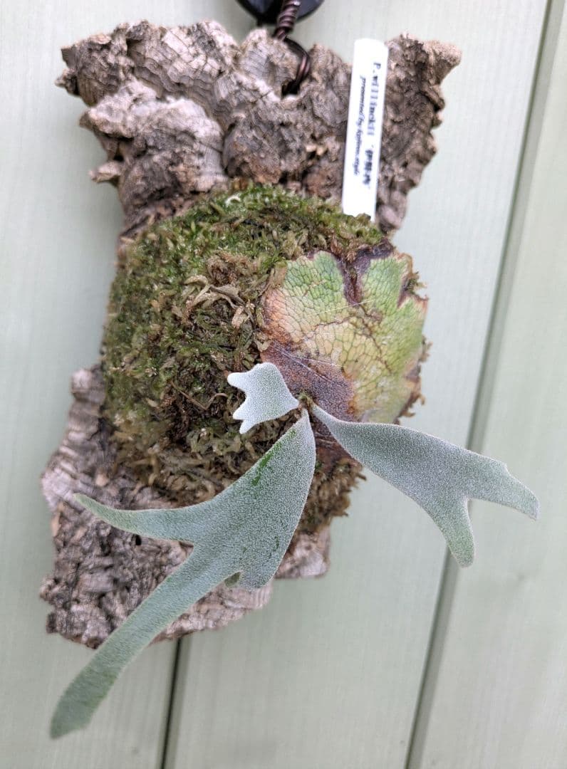 ビカクシダ☆イザナミ☆Izanami☆伊弉冉☆OC☆コルク付け①