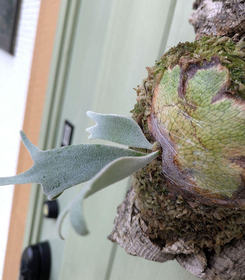 ビカクシダ☆イザナミ☆Izanami☆伊弉冉☆OC☆コルク付け①