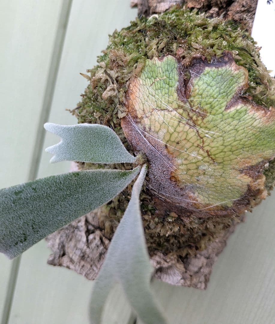 ビカクシダ☆イザナミ☆Izanami☆伊弉冉☆OC☆コルク付け①