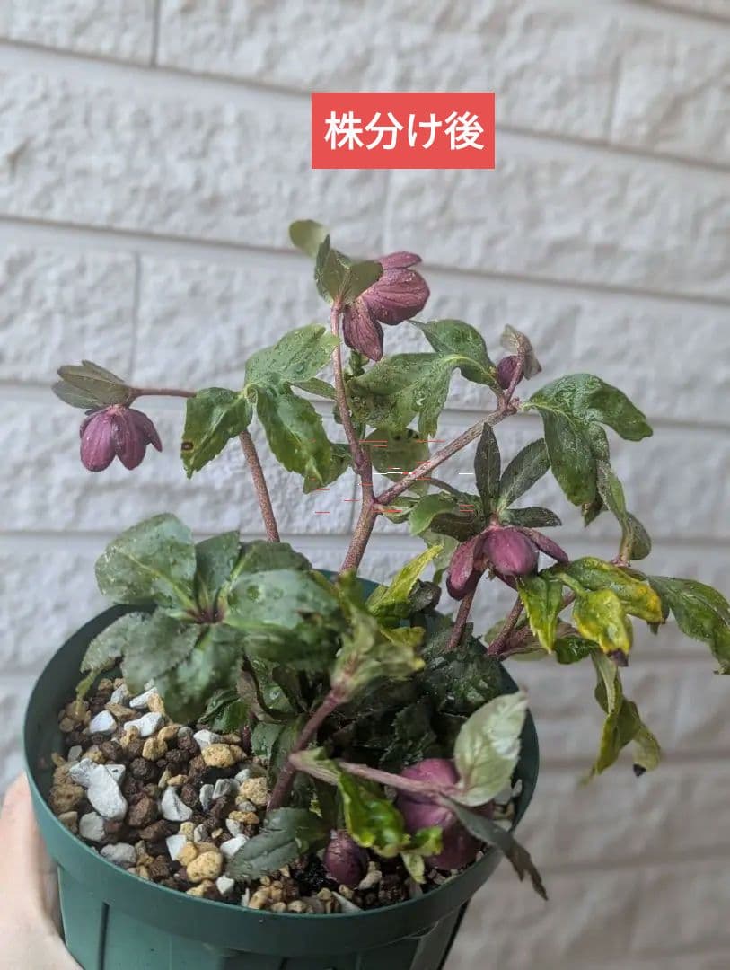 専用　お取り置き