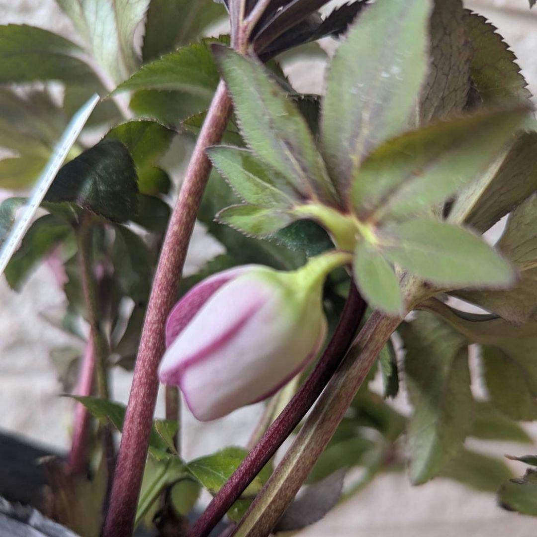 専用　お取り置き