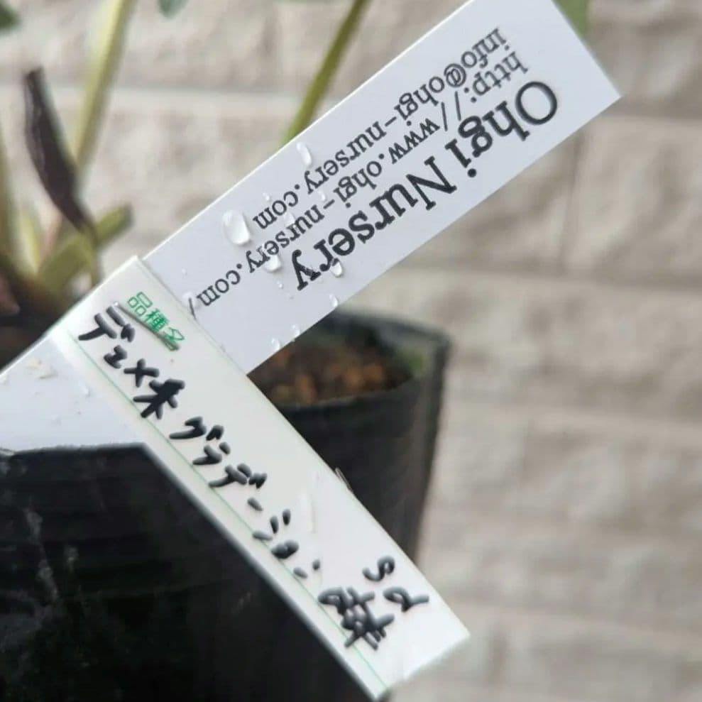 専用　お取り置き