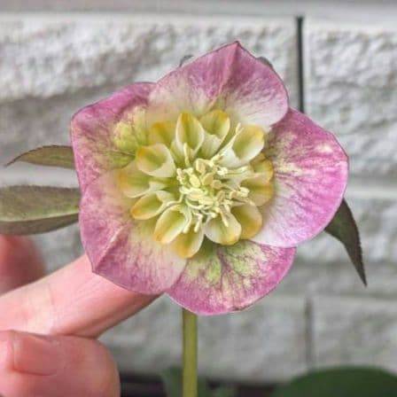 専用　お取り置き