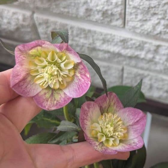 専用　お取り置き