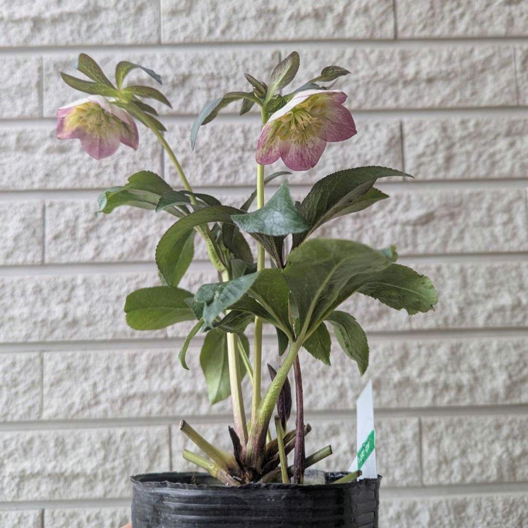 専用　お取り置き