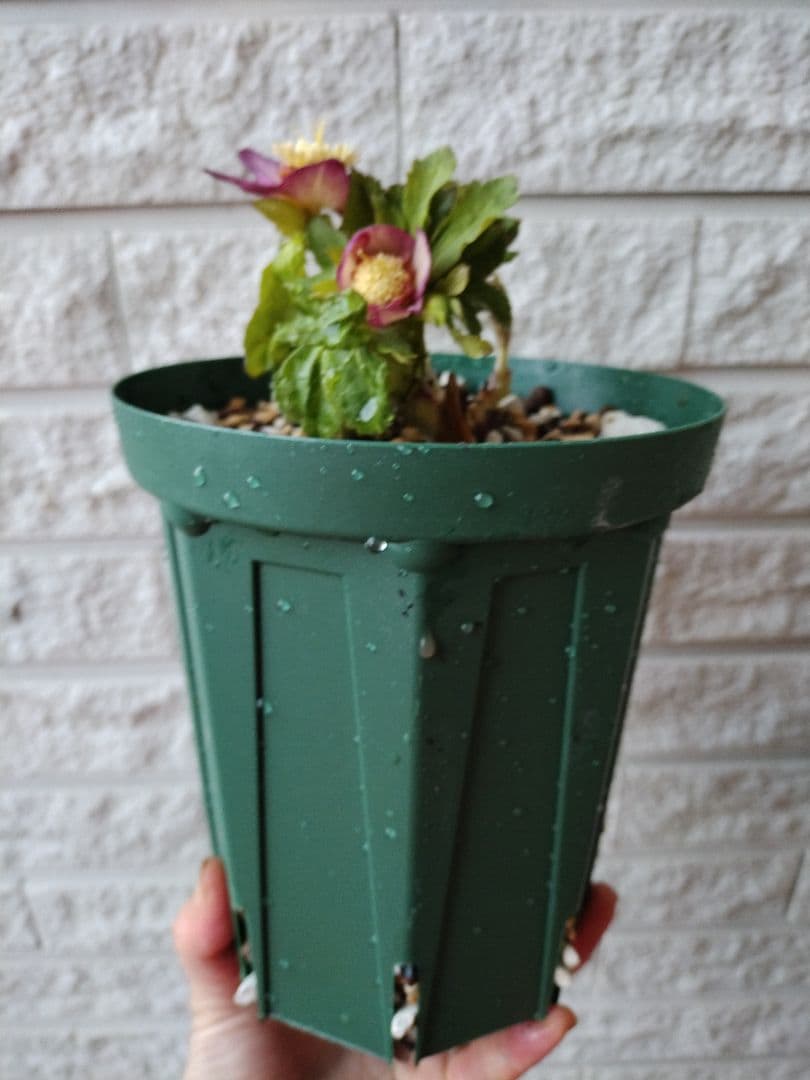 専用　お取り置き