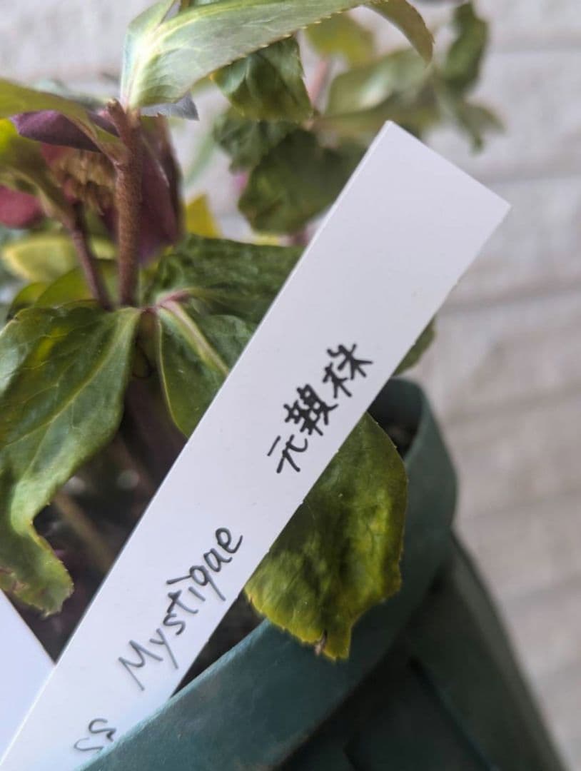 専用　お取り置き