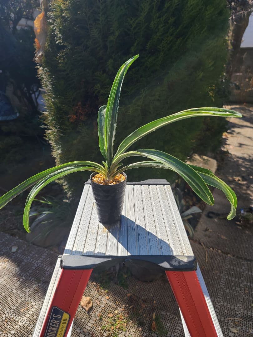 鶴裳の虎①　万年青