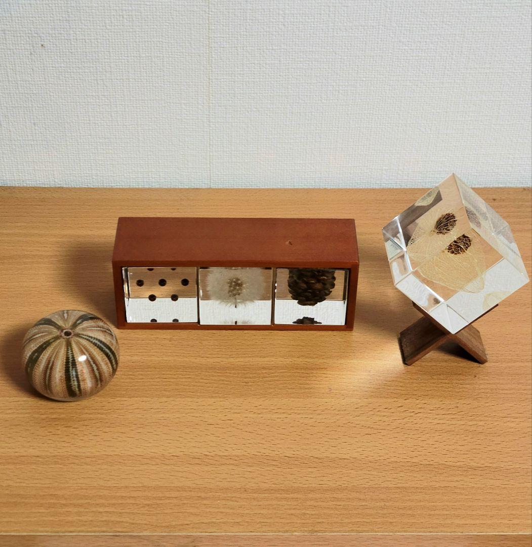 ウサギノネドコ　標本　コシダカウニ　ホオズキ　タンポポ　カラマツ　フウセンカズラ