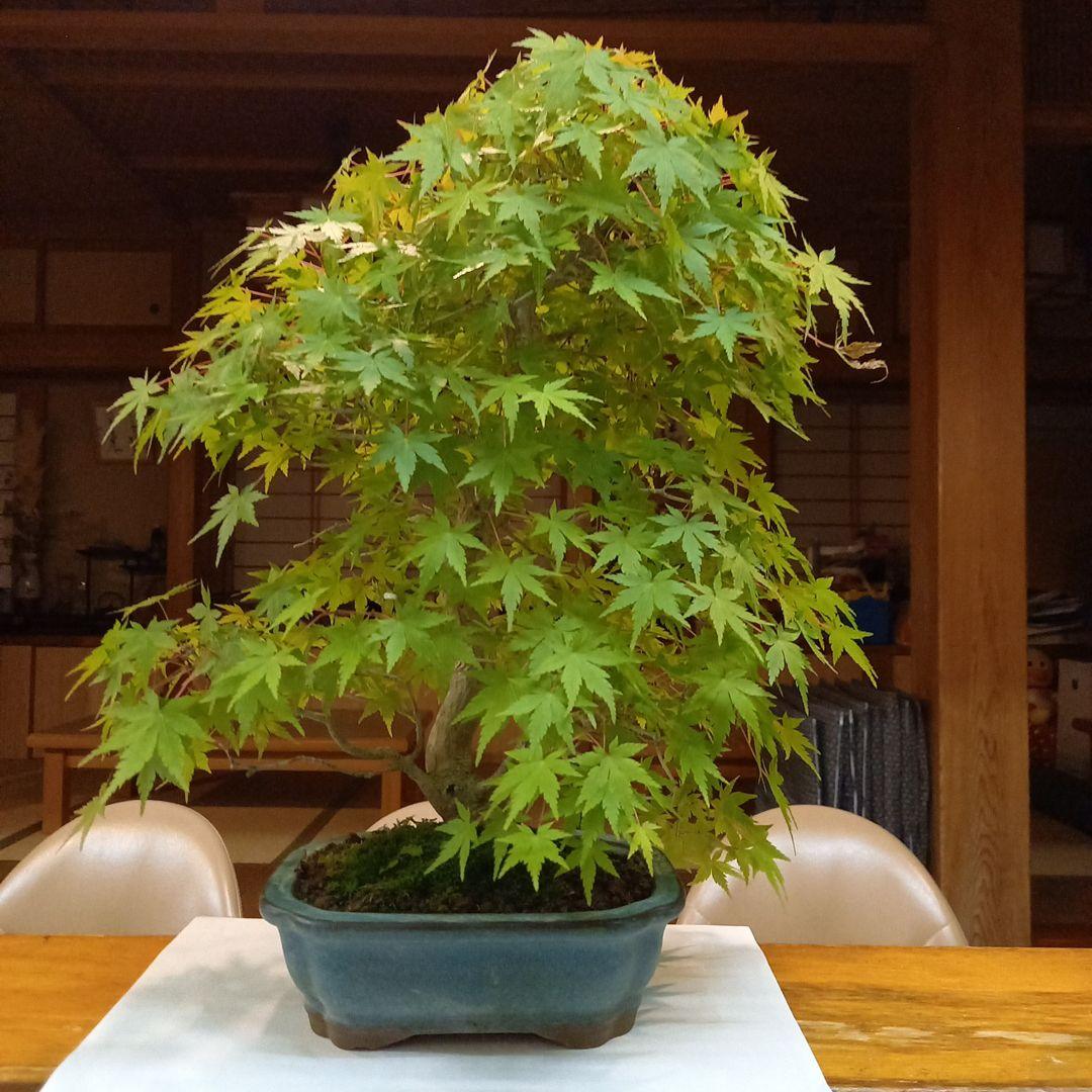 盆栽　もみじ　落葉済　インテリア　紅葉　中型　送料無料　BONSAI　博士ちゃん