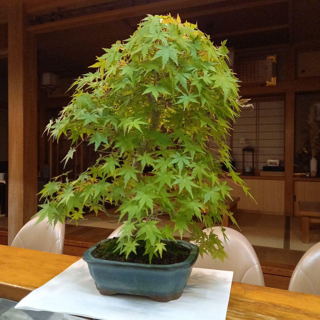 盆栽　もみじ　落葉済　インテリア　紅葉　中型　送料無料　BONSAI　博士ちゃん