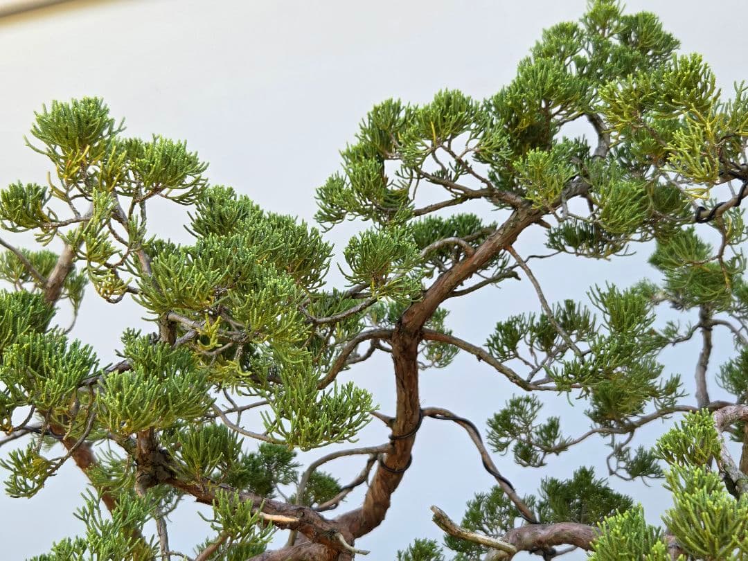 糸魚川真柏　[寄せ植え吹き流し]　大品盆栽