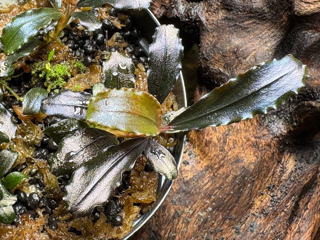 水草 Bucephalandra sp.Ghost west kalimantan