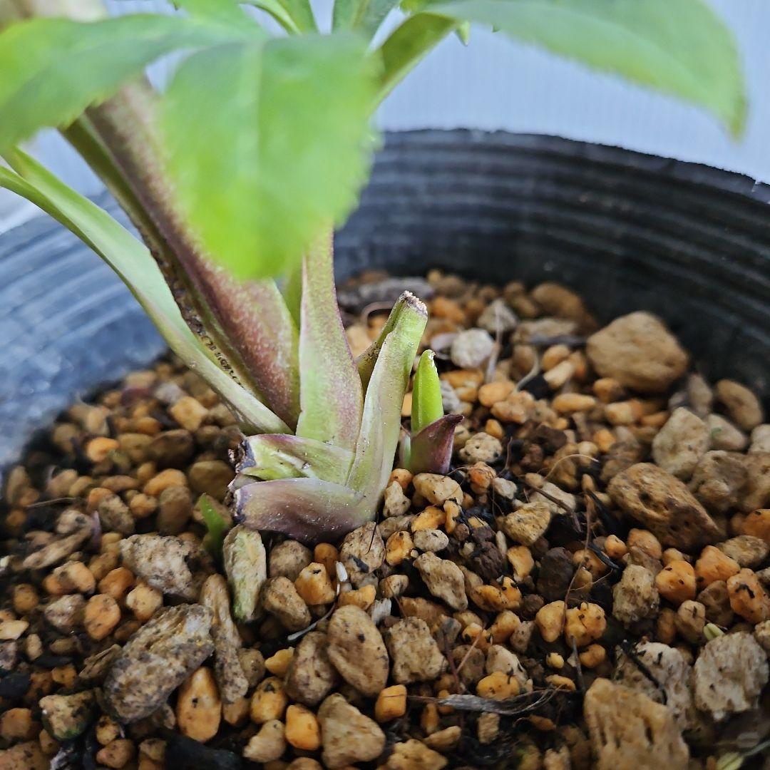 mirakohujin様ご検討苗㉖-464クリスマスローズ