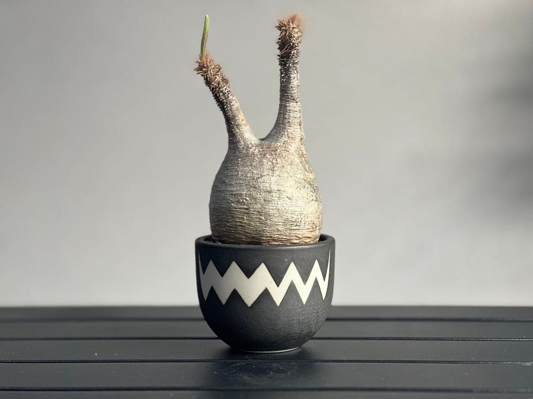 【休眠中】パキポディウム・グラキリス 現地球 VALIEM⑧