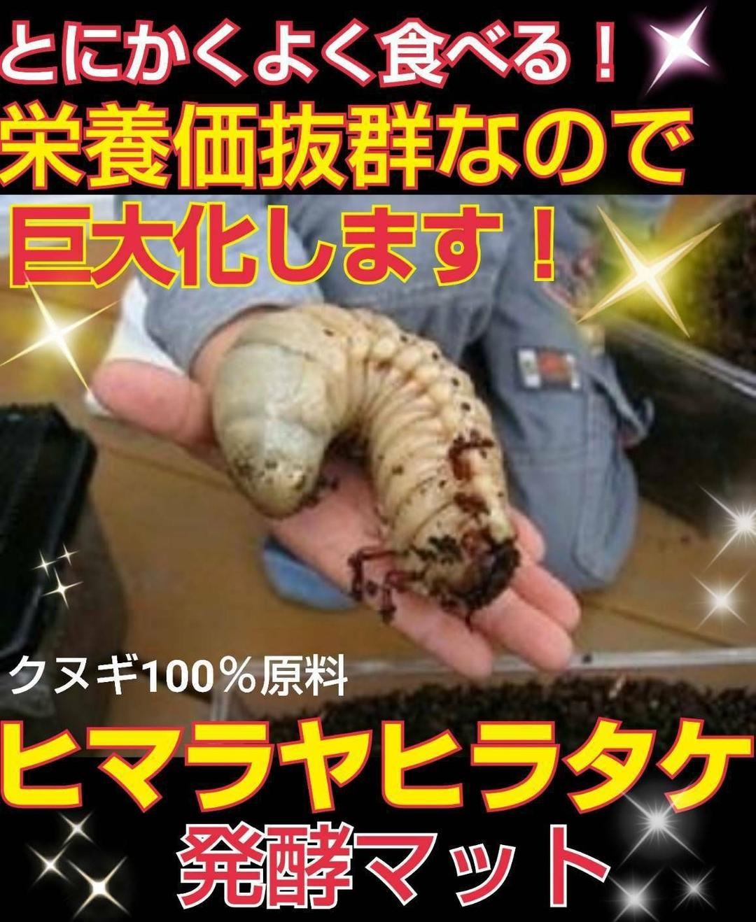 たっぷり100リットル☆カブトムシ幼虫が大きくなる！発酵マット☆雑虫湧きません！