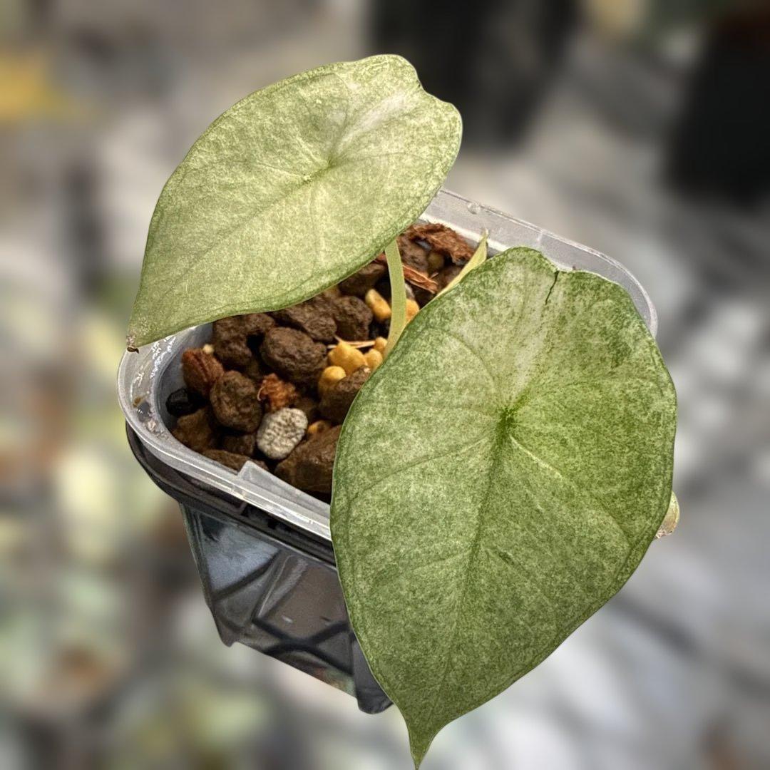 超希少 アロカシア ネブラ ピンクフルミント