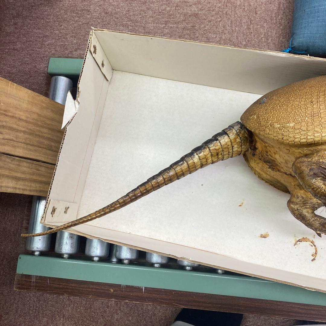 ココノオビアルマジロ　剥製　ワシントン条約対象外