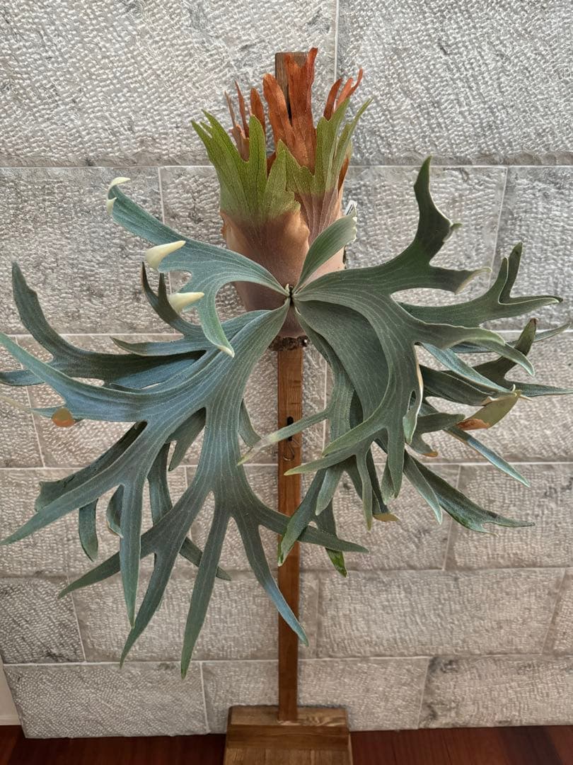 P.FSQ (vp#5 In Flames) 子株 ビカクシダ インフレームス