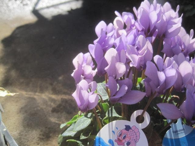 Ｘ＿ＢＲＥＡＫ　シクラメン３点セット ドラゴン2種、フェアリーラブ