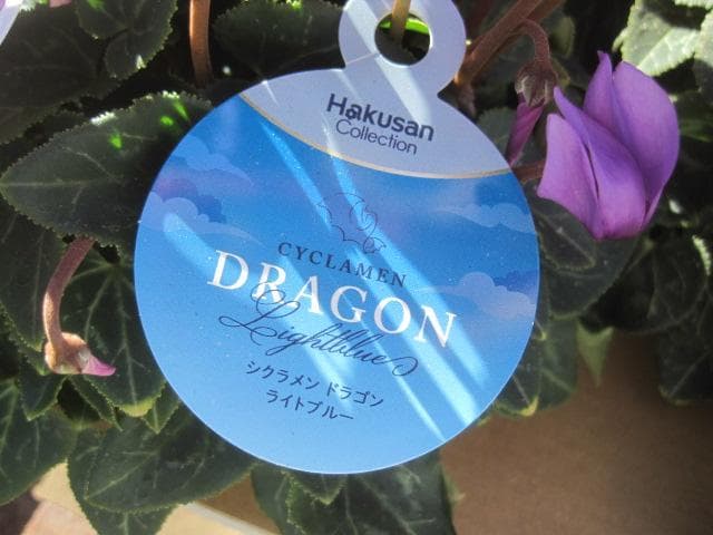 Ｘ＿ＢＲＥＡＫ　シクラメン３点セット ドラゴン2種、フェアリーラブ