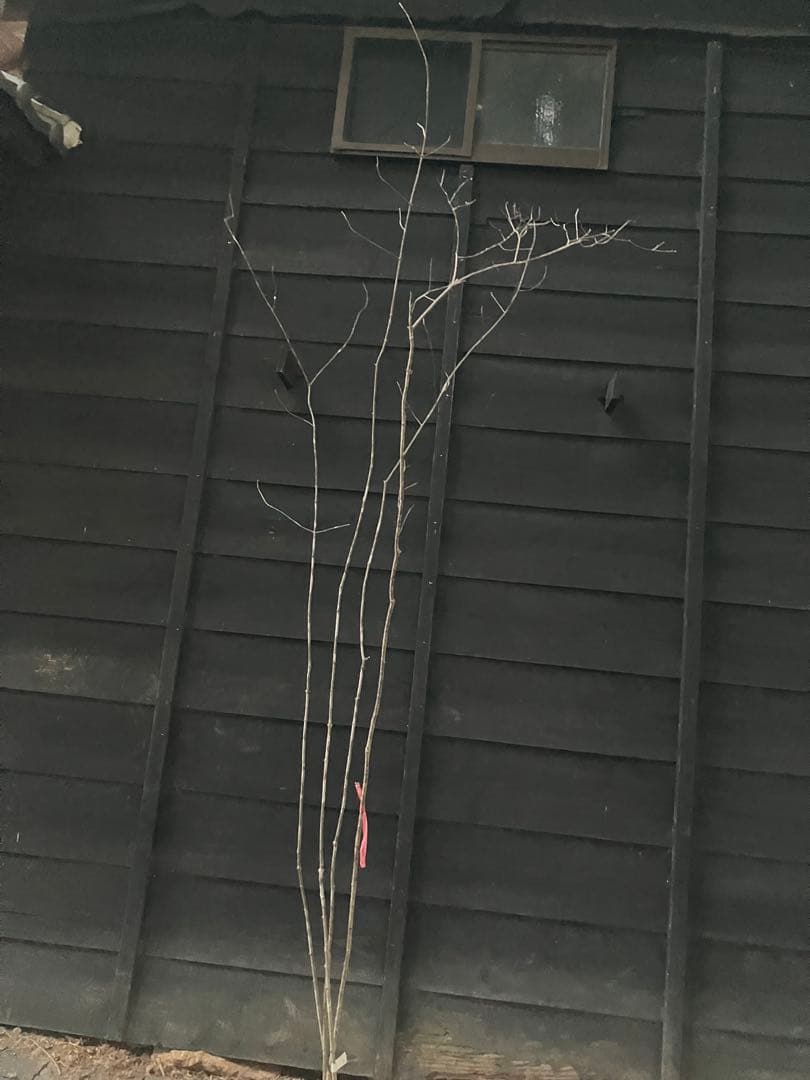 63 山採り　アオダモ　コナラ　混合株