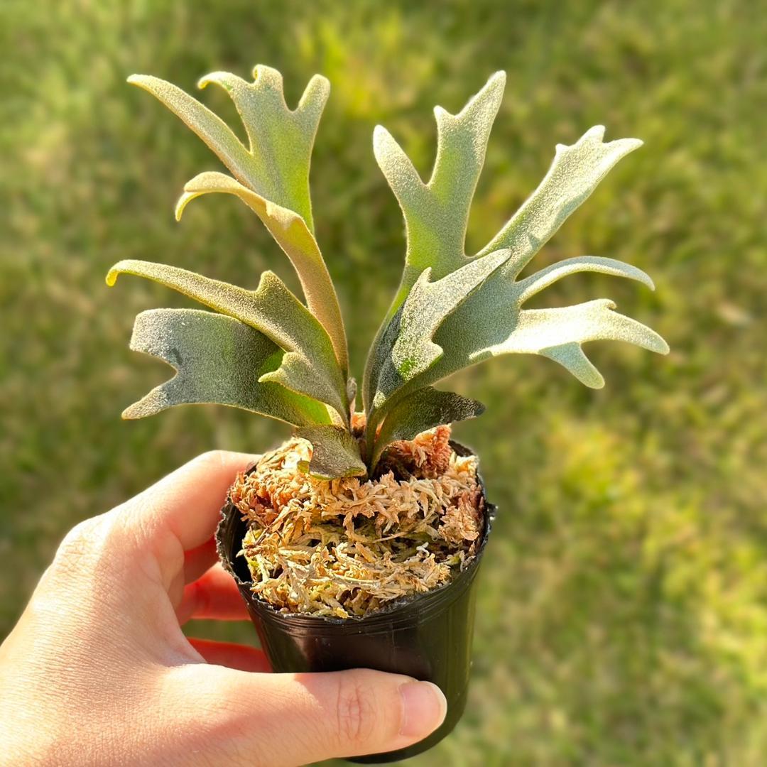 P. willinckii ’Jenny’ TC 1621