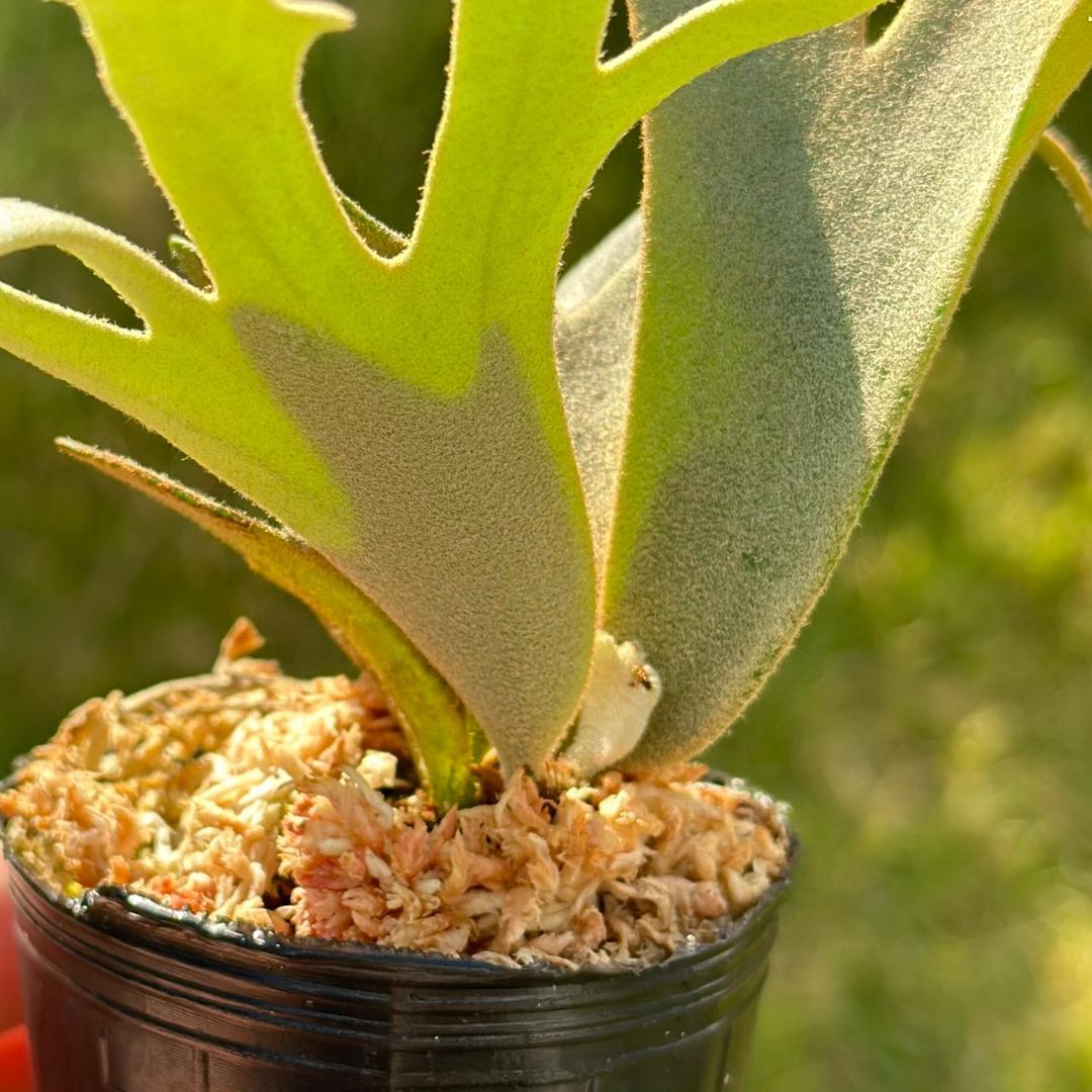P. willinckii ’Jenny’ TC 1621