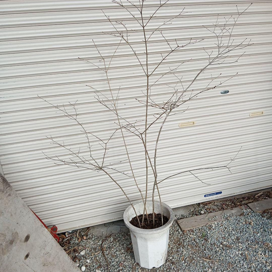 オトコヨウゾメ　5本立ち　山採り