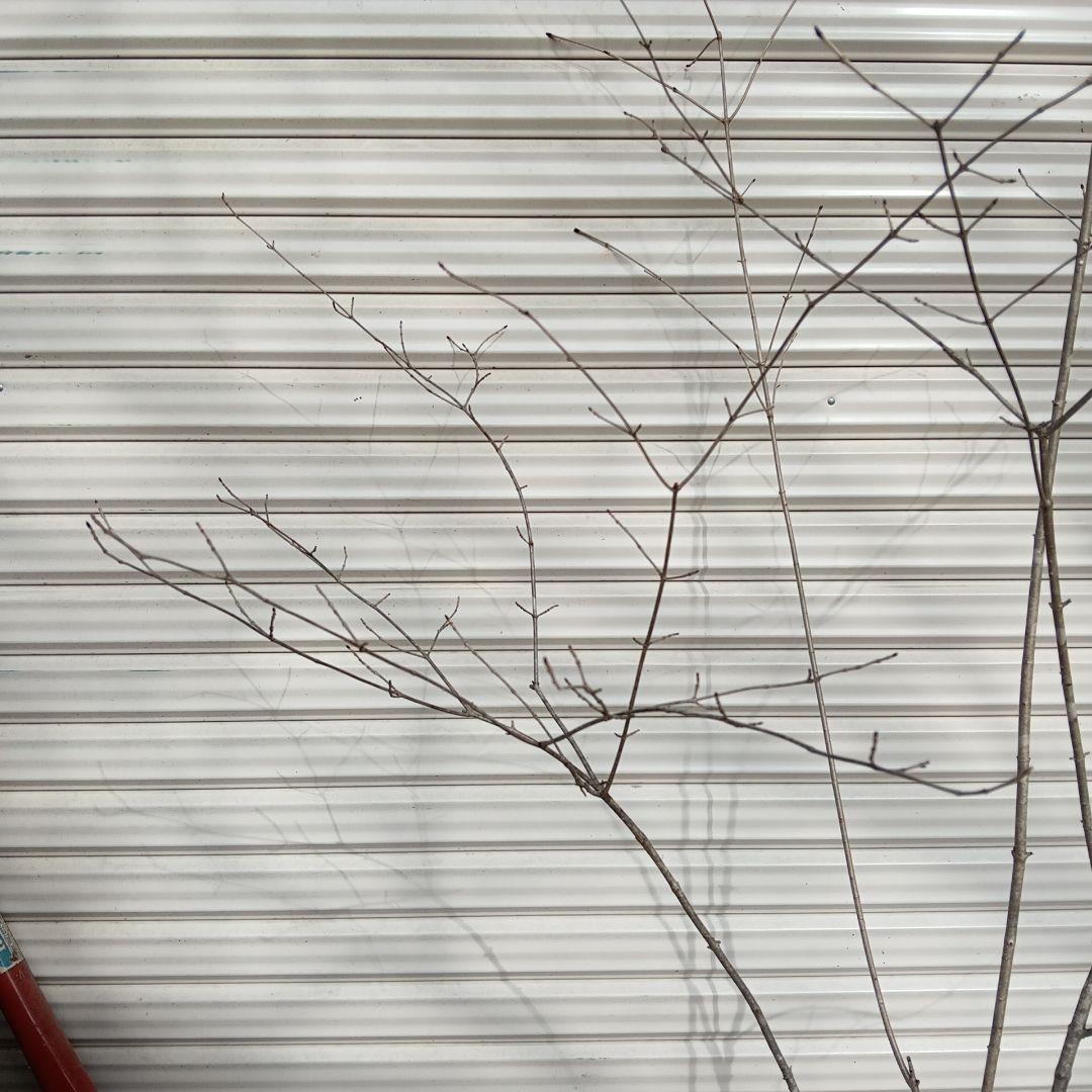 オトコヨウゾメ　5本立ち　山採り