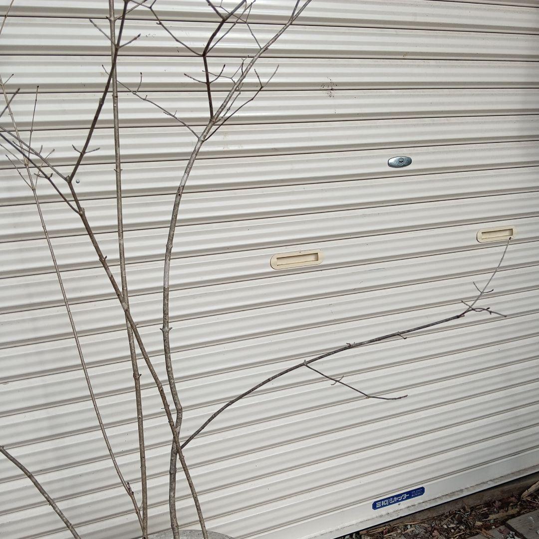 オトコヨウゾメ　5本立ち　山採り