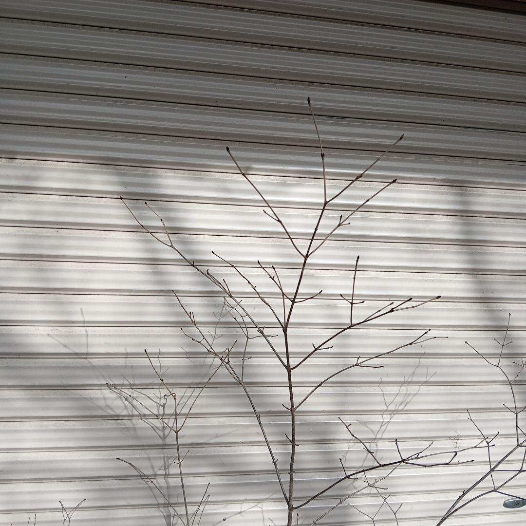 オトコヨウゾメ　5本立ち　山採り