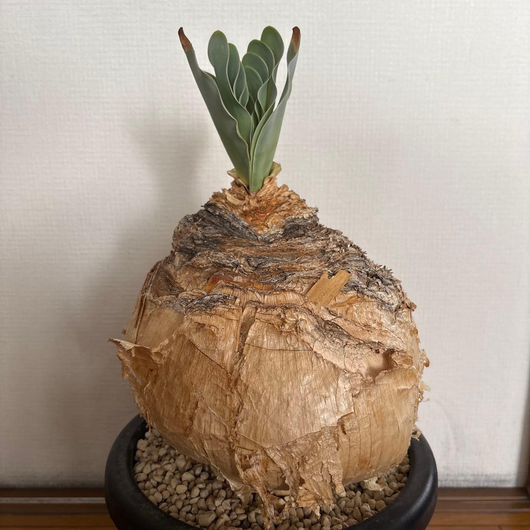 発根済 ブーファン ハエマンソイデス 現地株 検塊根植物 サボテン