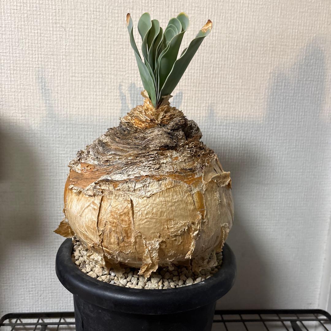 発根済 ブーファン ハエマンソイデス 現地株 検塊根植物 サボテン