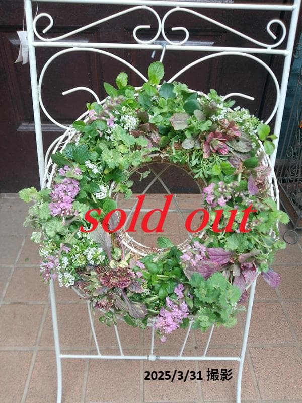 寄せ植え　 アリッサム　リース仕立て アジュガ 　ハンギングリース