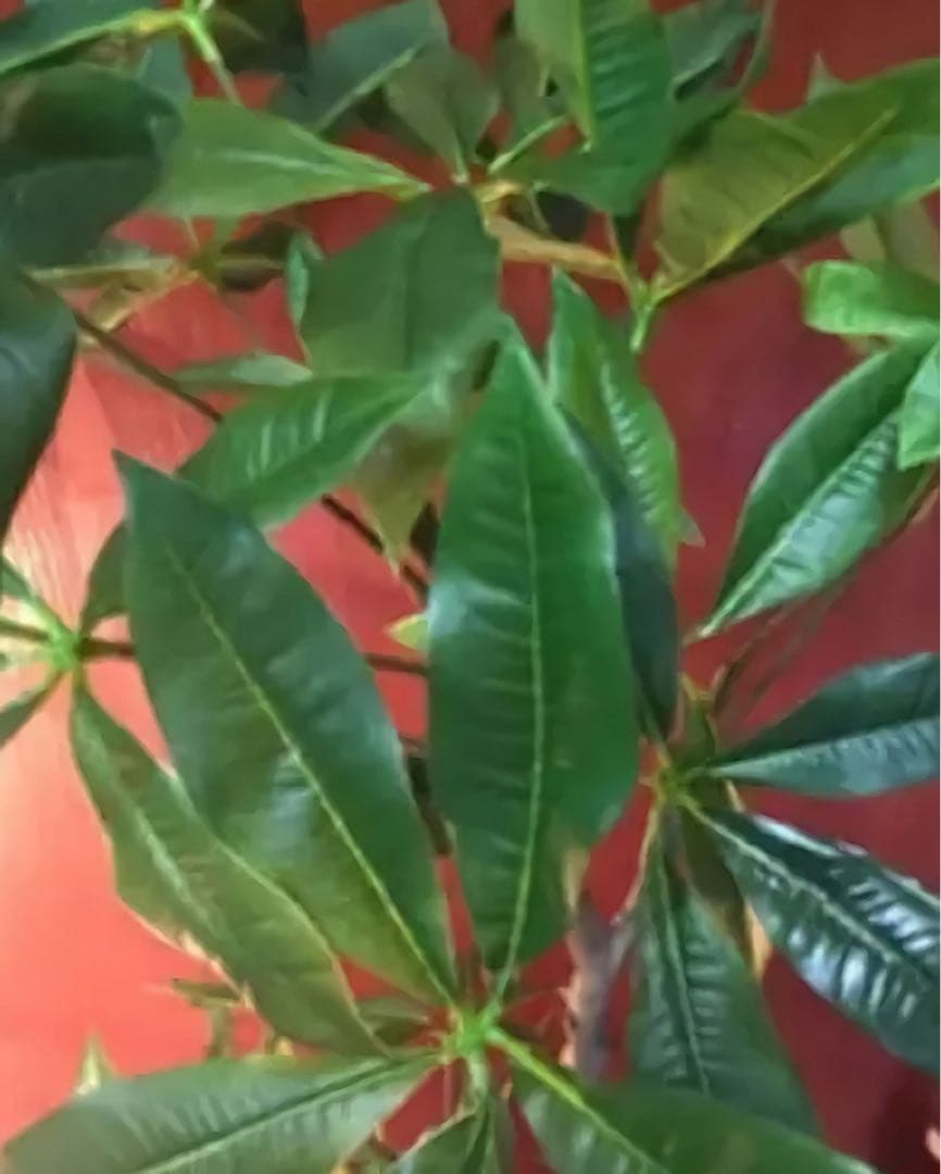 光触媒　人工観葉植物　ウォールグリーン　フェイクグリーン　造花　パキラ180