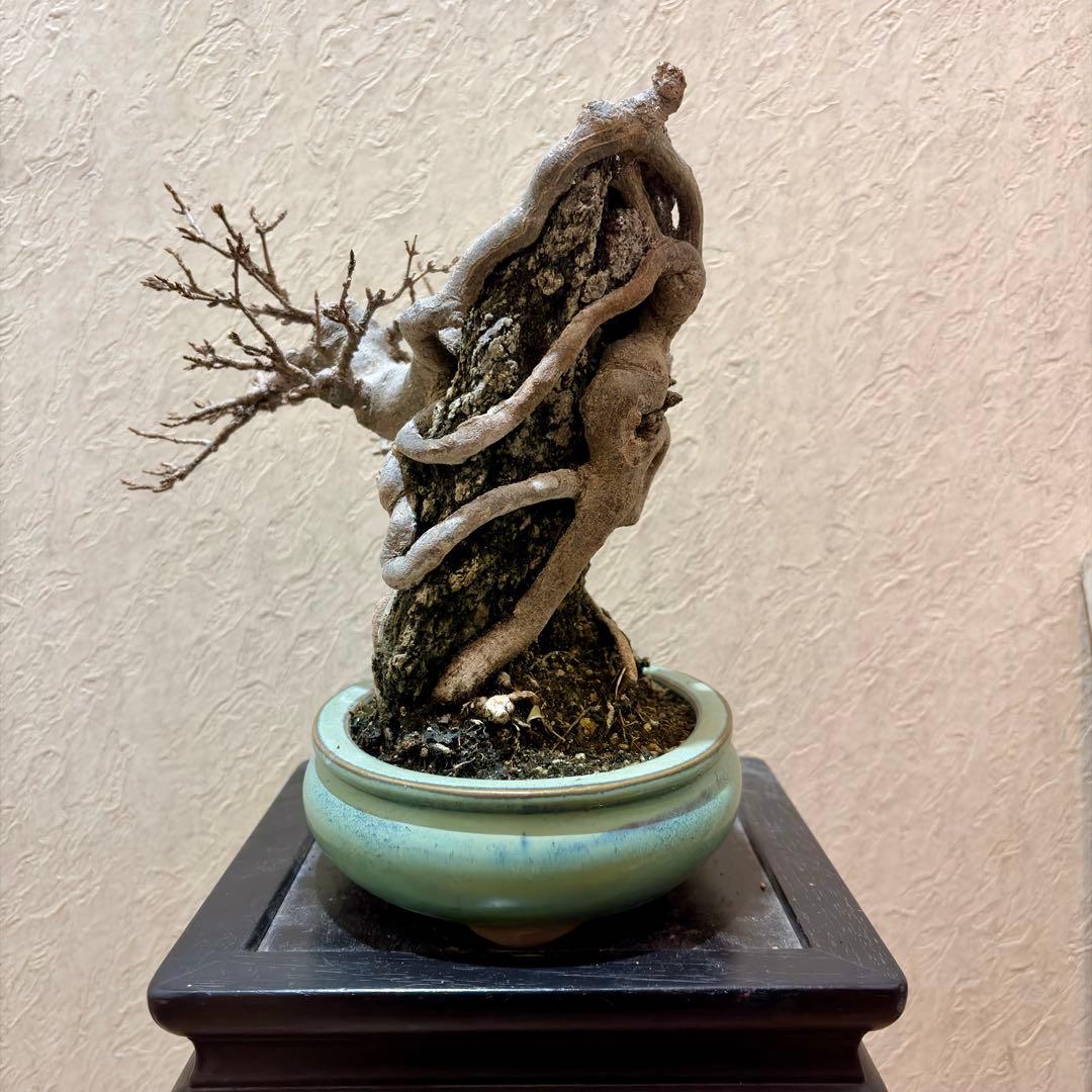 古樹!!樹高20㎝　石付き　唐楓　カエデ　小品　盆栽　真柏　黒松　五葉松　紅葉